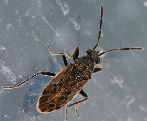 Peritrechus geniculatus